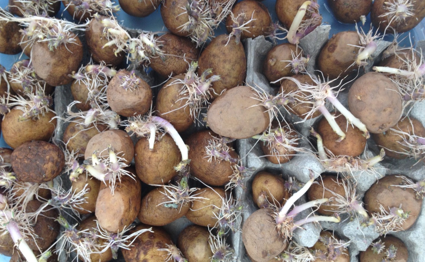 Когда проращивать картофель на посадку. Проросшая картошка. Пророщенные клубни картофеля. Семенная картошка. Прорастающие семена картофеля.